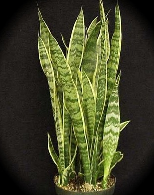 Snake Plant in a pot - selecting succulents